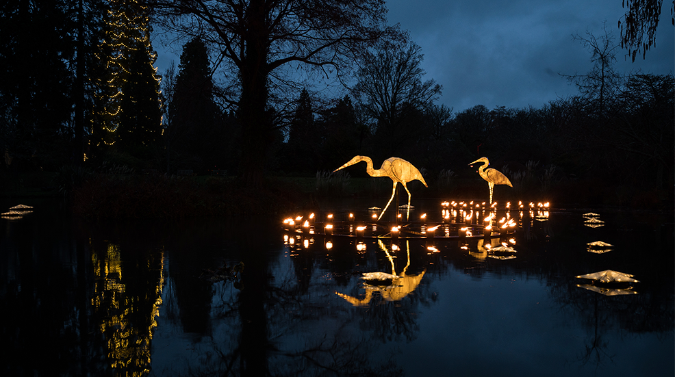 Glowing birds are seen within rings of fire on a pond during the launch of "Glow Wild" at Wakehurst